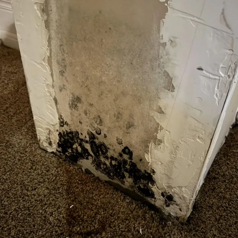 Professional Mold Removal in Lowell, IN